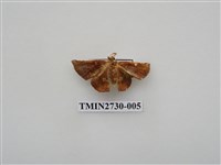 藏品(尺蛾285)的圖片